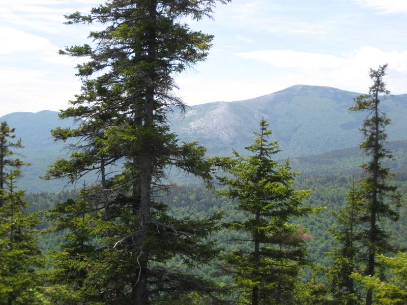 Meader-d (1).JPG - The summit of Mt. Meader was wooded so we continued along the trail a little more until we found a view of the ledges on North Baldface.